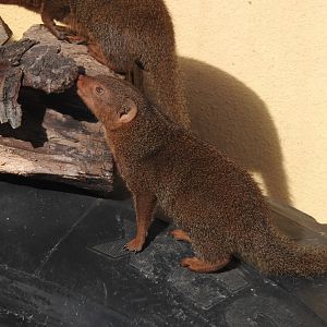 Common Dwarf Mongoose (Helogale parvula)