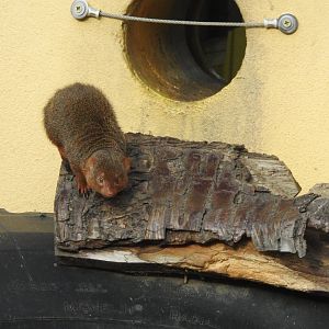 Common Dwarf Mongoose (Helogale parvula)