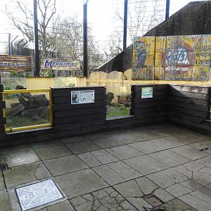Common Dwarf Mongoose (Helogale parvula) Enclosure