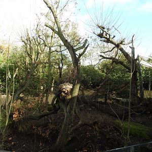 Ring-Tailed Coati (Nasua nasua) Enclosure