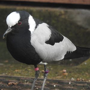 Blacksmith Lapwing (Vanellus armatus)