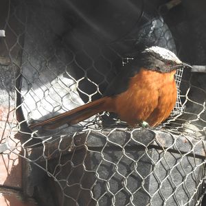 White-Crowned Robin-Chat (Cossypha albicapilla)