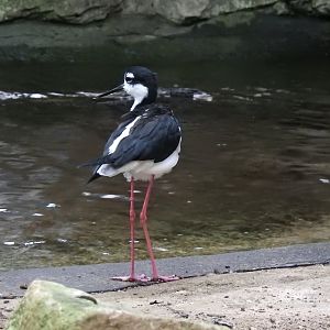 Black-Necked Stilt (Himantopus mexicanus)