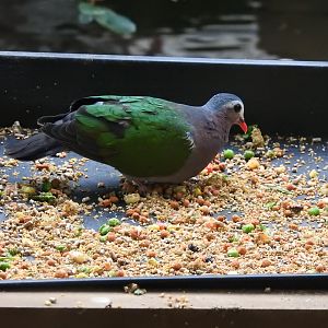 Common Emerald Dove (Chalcophaps indica)