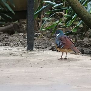 Mindanao Bleeding-Heart (Gallicolumba crinigera)