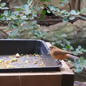 Female Ultramarine Grosbeak (Cyanoloxia brissonii)