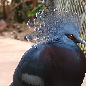 Victoria Crowned Pigeon (Goura victoria)