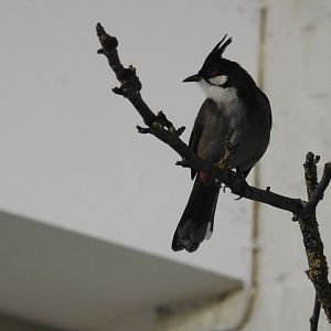 Red-Whiskered Bulbul (Pycnonotus jocosus)