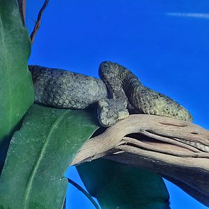 Fan-Si-Pan horned pitviper -TerraNatura Benidorm (2022)