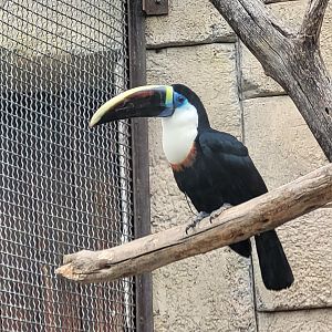 White-throated toucan -TerraNatura Benidorm (2022)
