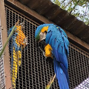 Blue-and-gold macaw -TerraNatura Benidorm (2022)