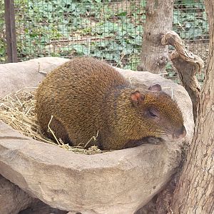 Central American agouti -TerraNatura Benidorm (2022)