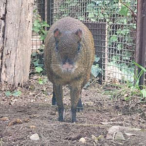 Central American agouti -TerraNatura Benidorm (2022)