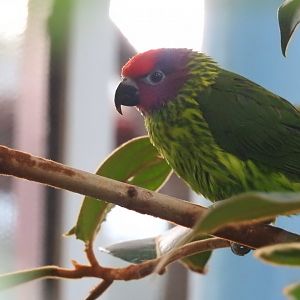 Goldie's Lorikeet (Glossoptilus goldiei)