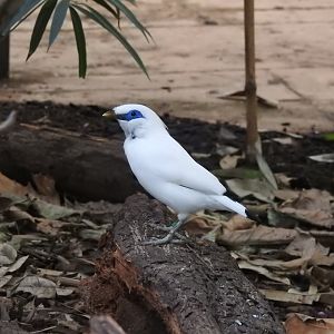 Bali Myna (Leucopsar rothschildi)