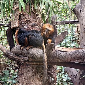 Golden-headed lion tamarin -TerraNatura Benidorm (2022)