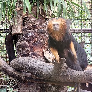 Golden-headed lion tamarin -TerraNatura Benidorm (2022)