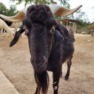 Domestic goat -TerraNatura Benidorm (2022)