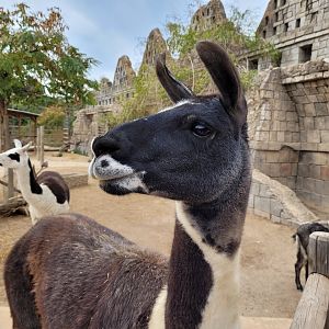 Llama -TerraNatura Benidorm (2022)