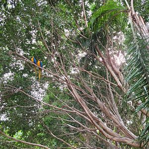 Aviary -TerraNatura Benidorm (2022)