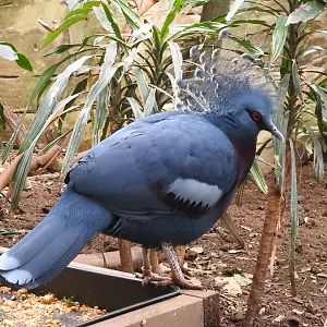 Victoria Crowned Pigeon (Goura victoria)