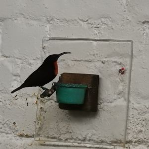Scarlet-Chested Sunbird (Chalcomitra senegalensis)