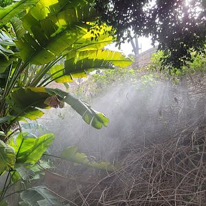 Mist through the vegetation -TerraNatura Benidorm (2022)