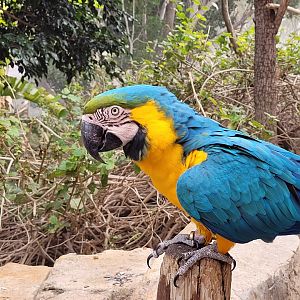Blue-and-gold macaw -TerraNatura Benidorm (2022)