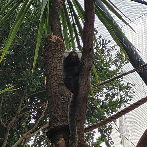 Common marmoset -TerraNatura Benidorm (2022)