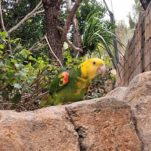 Double yellow-headed amazon -TerraNatura Benidorm (2022)