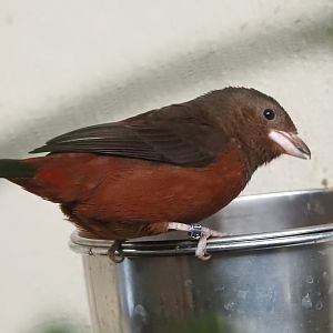 Female Brazilian Tanager (Ramphocelus bresilius)