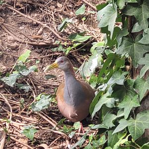 Giant wood rail -TerraNatura Benidorm (2022)
