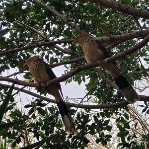 Guira cuckoo -TerraNatura Benidorm (2022)
