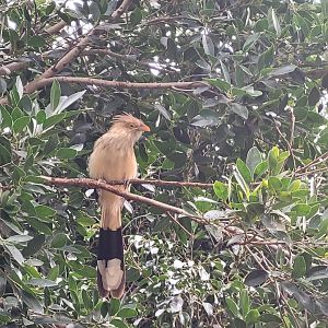 Guira cuckoo -TerraNatura Benidorm (2022)