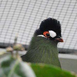 Hartlaub's Turaco (Tauraco hartlaubi)