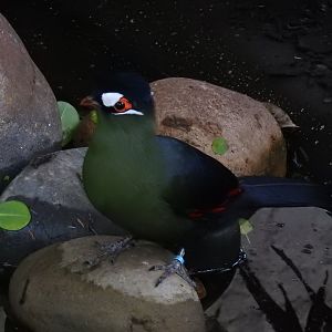 Hartlaub's Turaco (Tauraco hartlaubi)