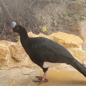 Northern Helmeted curassow -TerraNatura Benidorm (2022)