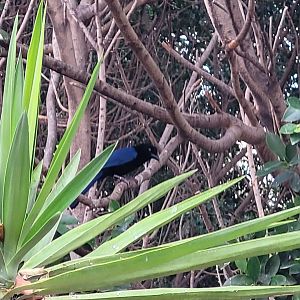 San Blas jay -TerraNatura Benidorm (2022)