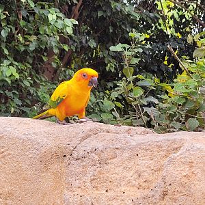 Sun conure -TerraNatura Benidorm (2022)