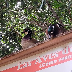 Wood duck -TerraNatura Benidorm (2022)