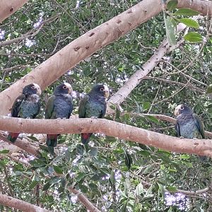 White-crowned parrot -TerraNatura Benidorm (2022)