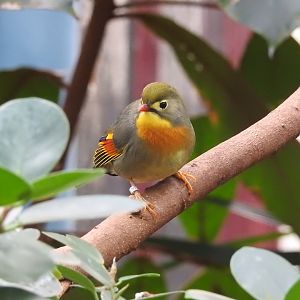 Red-Billed Leiothrix (Leiothrix lutea)