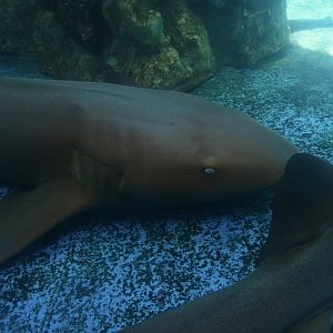 Projeto Tamar Praia do Forte - Ginglymostoma cirratum