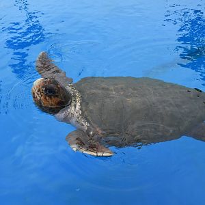 Projeto Tamar Praia do Forte - Loggerhead sea turtle