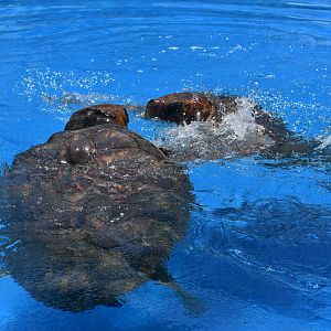 Projeto Tamar Praia do Forte - Loggerhead sea turtle