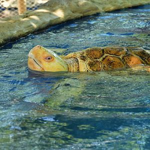 Projeto Tamar Praia do Forte - Leucistic Loggerhead sea turtle