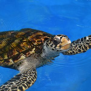 Projeto Tamar Praia do Forte - Hawksbill sea turtle