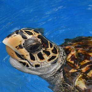 Projeto Tamar Praia do Forte - Hawksbill sea turtle