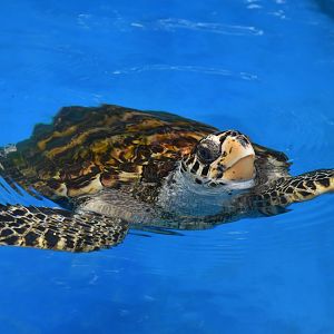 Projeto Tamar Praia do Forte - Hawksbill sea turtle