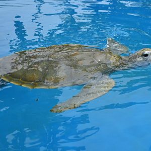 Green turtle or Olive ridley turtle?